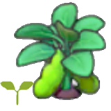 Bean sprout