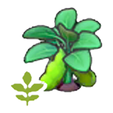 Blooming bean plant