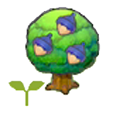 Chesto tree sapling