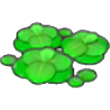 Duckweed
