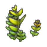 Fern