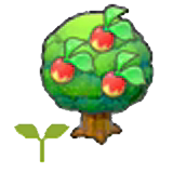 Leppa tree sapling