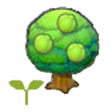 Lum tree sapling