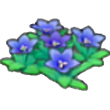 Mountain flowers