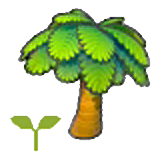 Palm tree sapling