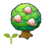 Pecha tree sapling