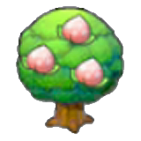 Pecha tree
