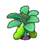 Ripe bean plant