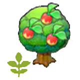 Small Leppa tree