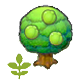 Small Lum tree