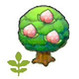 Small Pecha tree