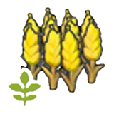 Small wheat plant