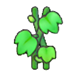 Vine